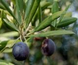 Ramo di ulivo con oliva nera